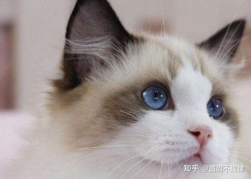 布偶猫吃小蜜瓜好吗视频,美味与健康的双重享受