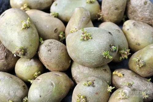 毛瓜发芽可以吃吗视频,揭秘其食用安全与营养价值