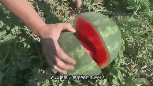 中国人看韩国人吃瓜视频,揭秘中韩网友互动新潮流