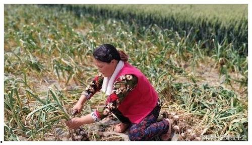 女孩在家吃瓜全家围观视频,一家人的温馨吃瓜时光