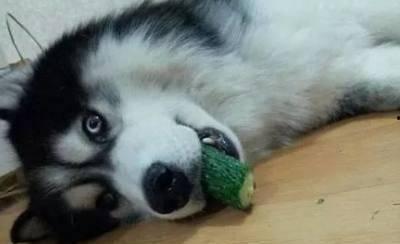 二狗吃瓜视频,揭秘娱乐圈幕后真相