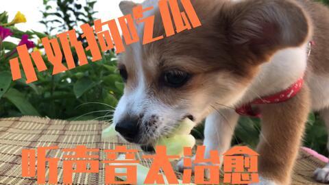 二狗吃瓜视频,揭秘娱乐圈幕后真相