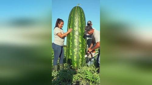 大瓜都在哪里吃的视频大全,热门视频大全，带你领略各地美食风情