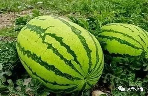 大瓜都在哪里吃的视频大全,热门视频大全，带你领略各地美食风情