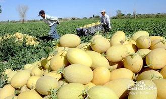 农场吃哈密瓜的视频,甜蜜哈密瓜，尽享丰收滋味