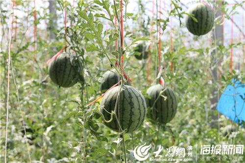 金乡热门吃瓜事件视频,热门事件视频盘点