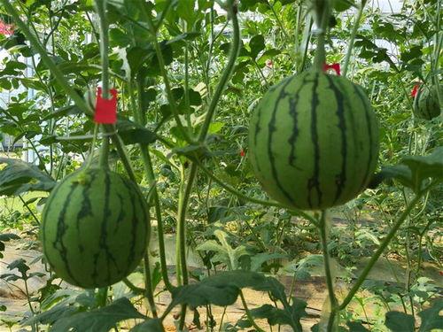 武汉跳舞吃瓜视频,网友直呼“太魔性”