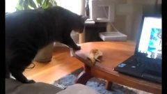 好奇害死猫吃搅瓜视频播放,揭秘“吃搅瓜”视频的疯狂魅力