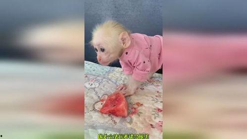 喂猴子吃瓜搞笑视频大全,搞笑视频大全带你笑翻天