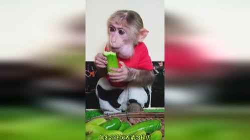 喂猴子吃瓜搞笑视频大全,搞笑视频大全带你笑翻天