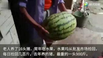 怎么样能看到吃瓜视频,如何轻松捕捉热门吃瓜视频