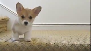 马吃瓜搞笑视频在线观看,欢乐无限，笑料横生