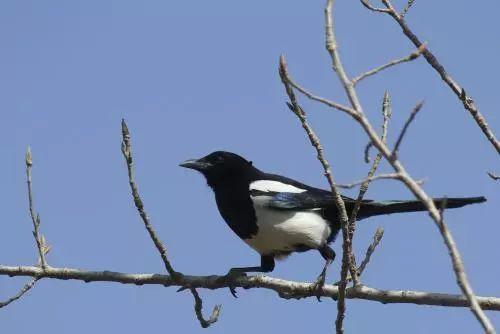 甘肃吃瓜喜鹊视频大全,趣味横生的乡村生活剪影