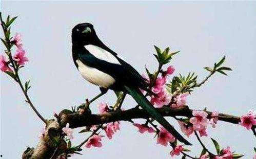 甘肃吃瓜喜鹊视频大全,趣味横生的乡村生活剪影