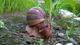 蜗牛会吃梨瓜吗视频,揭秘蜗牛的饮食习惯